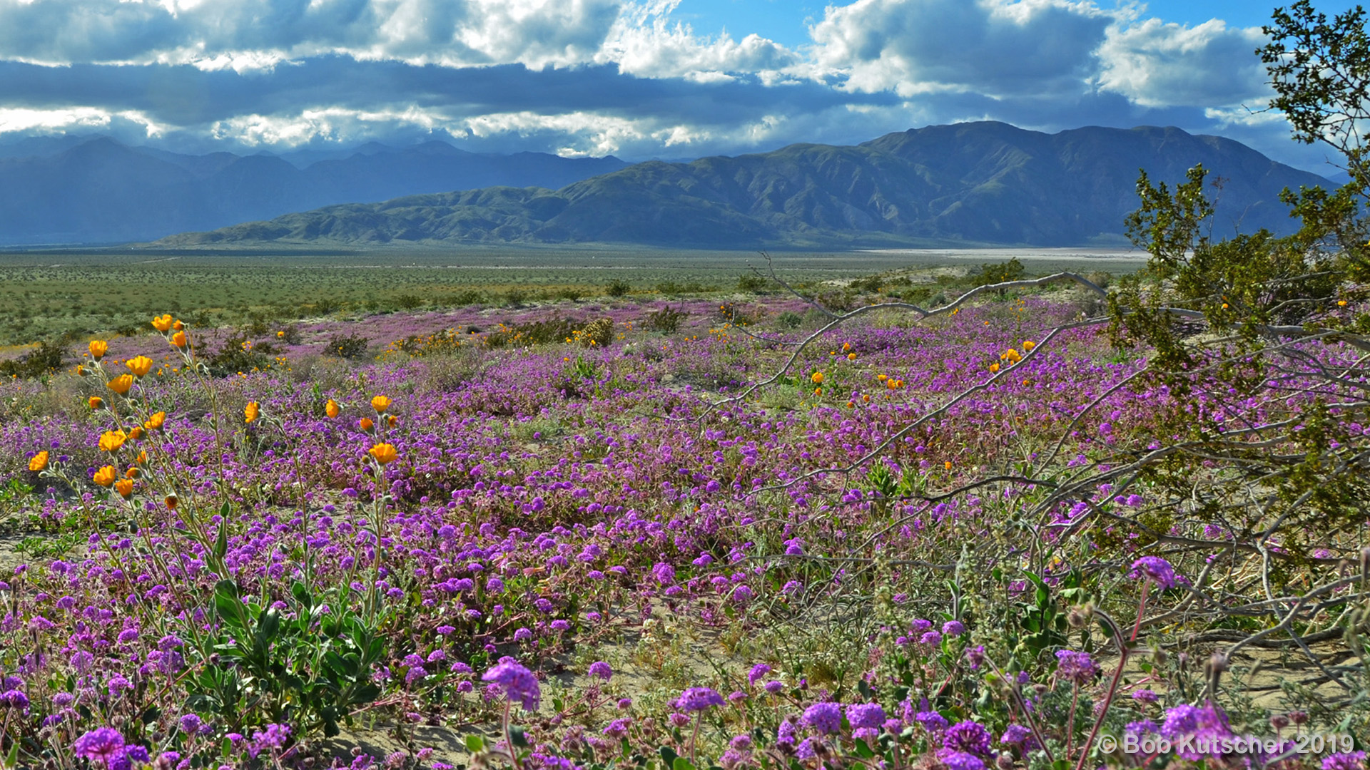 Borrego Springs, CA Superbloom 2019